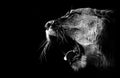 Lioness roars in black and white