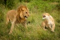 Lioness roars at male lion after mating