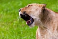 Lioness roars to the left