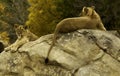 Lioness on Rock