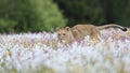 A lioness running across a meadow full of white and colorful flowers