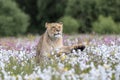 A lioness running across a meadow full of white and colorful flowers