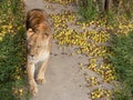 Lioness s in Safari-Park Taigan near Belogorsk town, Crimea