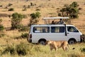 Lioness with safari car in the Masai Mara national park, Kenya. Animal wildlife. Safari concept. Vacation in Africa Royalty Free Stock Photo