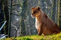 Lioness sat on the grass Royalty Free Stock Photo