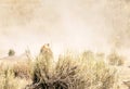 Lioness in the savanna serengeti