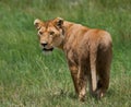 Lioness in the savannah. National Park. Kenya. Tanzania. Masai Mara. Serengeti.