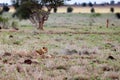 Lioness on the Savannah