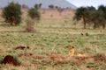 Lioness on the Savannah