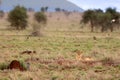 Lioness on the Savannah