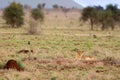 Lioness on the Savannah