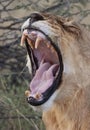 Lioness in Savuti in Botswana Royalty Free Stock Photo