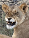 Lioness in Savuti in Botswana Royalty Free Stock Photo