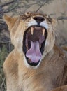 Lioness in Savuti in Botswana Royalty Free Stock Photo