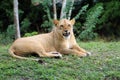 Lioness with scary fangs