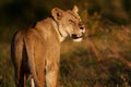 Lioness in the Serengeti