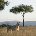 Lioness at the Serengeti National Park