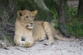 Lioness - Serengeti Prairies