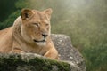 Lioness lying on a rock Royalty Free Stock Photo