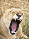 Lioness show her teeth