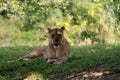 Lioness showing her tongue