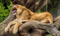 Lion displays big teeth ~