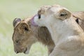 Lioness sisters licking each other