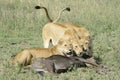 Lioness sisters with prey