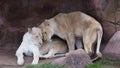 Lioness Sisters in Toronto Zoo Royalty Free Stock Photo