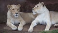 Lioness Sisters in Toronto ZOO Royalty Free Stock Photo