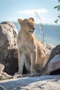 Lioness sits among rocky boulders looking right