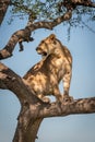 Lioness sits on tree branch looking back Royalty Free Stock Photo