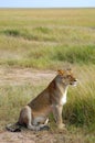 Lioness sitting in open grassland
