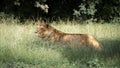 Lioness sitting in the tall green grass