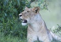 Lioness, sitting up looking left Royalty Free Stock Photo