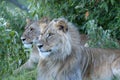 Lioness, sitting up looking left Royalty Free Stock Photo