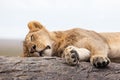 Lioness sleeping on the rock