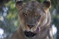 lioness with sleepy eyes and tongue