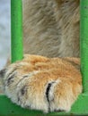 Lioness in small cage. Prisonner. Animal abuse.