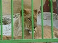 Lioness in small cage. Prisonner. Animal abuse. Royalty Free Stock Photo
