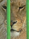 Lioness in small cage. Prisonner. Animal abuse. Royalty Free Stock Photo