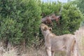 Lioness smelling the tree