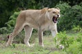 Lioness Snarling