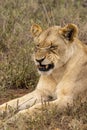 Sneezing Lioness