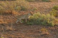 Lioness sprinting in Kruger National Park, South Africa.