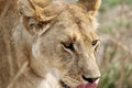 Lioness stalking prey in the Serengeti Royalty Free Stock Photo