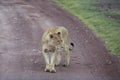 Lioness standing on dirt road, Ngorongoro Crater, Tanzania