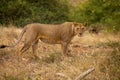 Lioness standing in grass Royalty Free Stock Photo