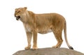 Lioness standing on a rock Royalty Free Stock Photo