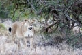 Lioness standing under the leafless bushes in the jungles of Lewa Wildlife Conservancy, Kenya